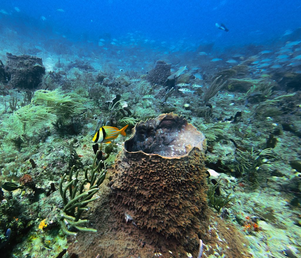 Underwater - Credit: Andrew DeGarde on Pexels